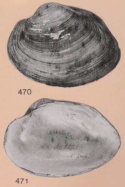 specimen image from publication