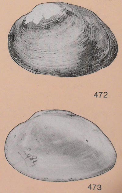 specimen image from publication