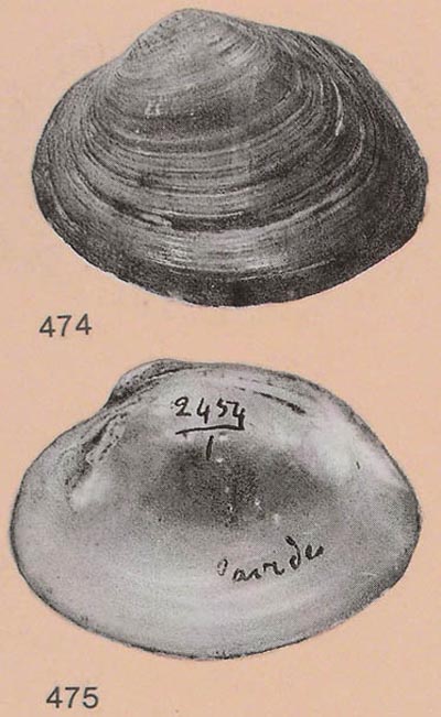 specimen image from publication