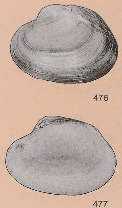 specimen image from publication