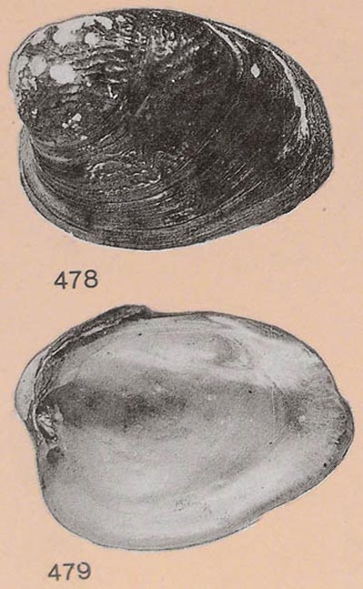 specimen image from publication