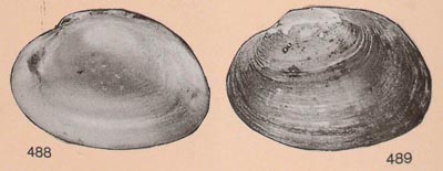 specimen image from publication