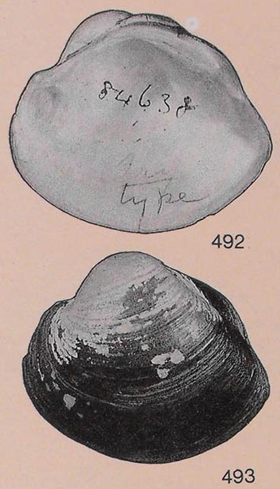specimen image from publication