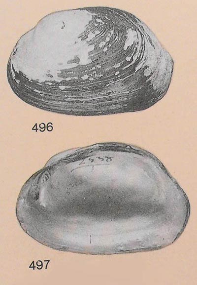 specimen image from publication