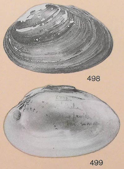 specimen image from publication