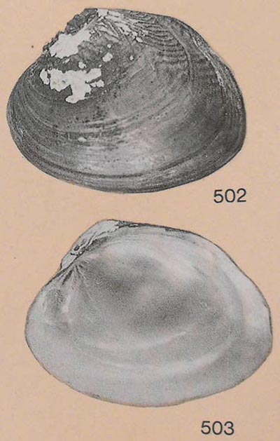 specimen image from publication
