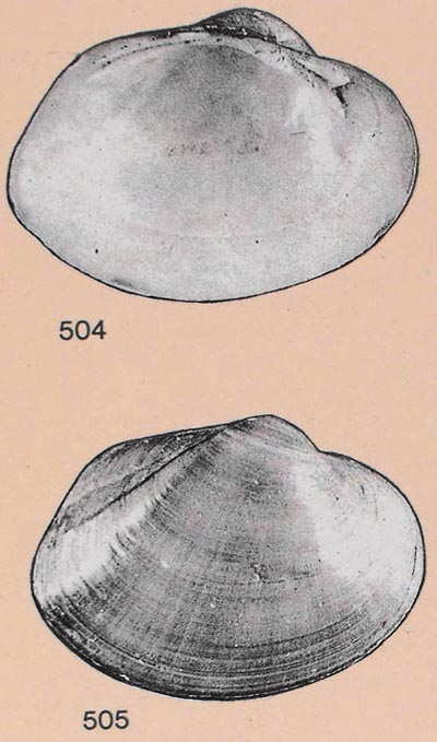 specimen image from publication