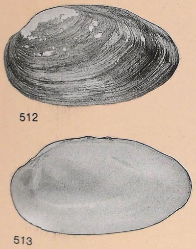 specimen image from publication