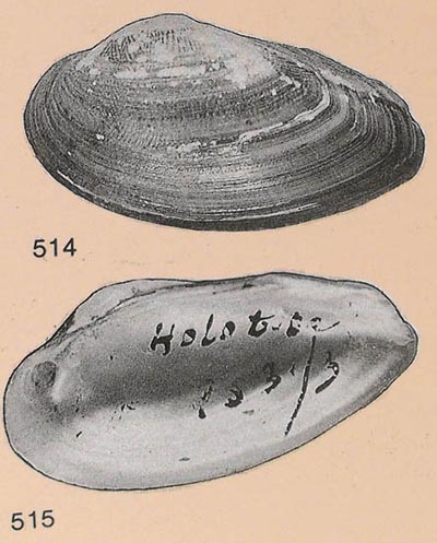 specimen image from publication