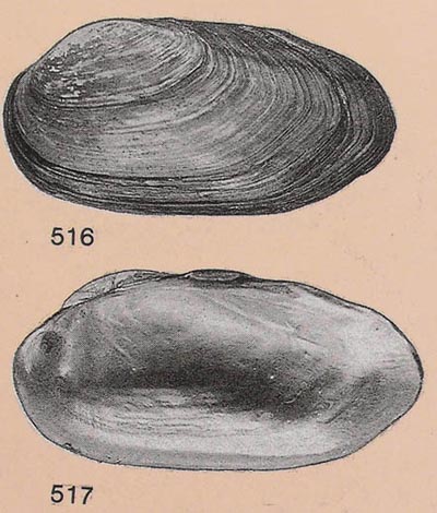 specimen image from publication
