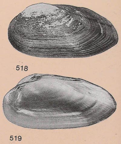 specimen image from publication