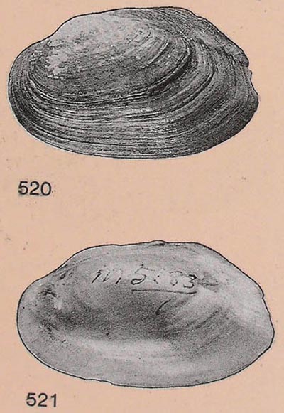 specimen image from publication