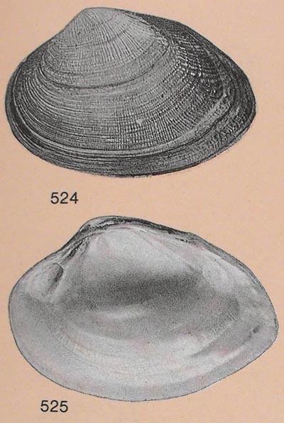 specimen image from publication