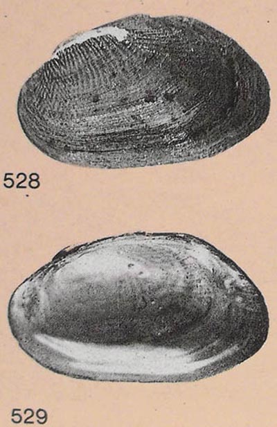 specimen image from publication