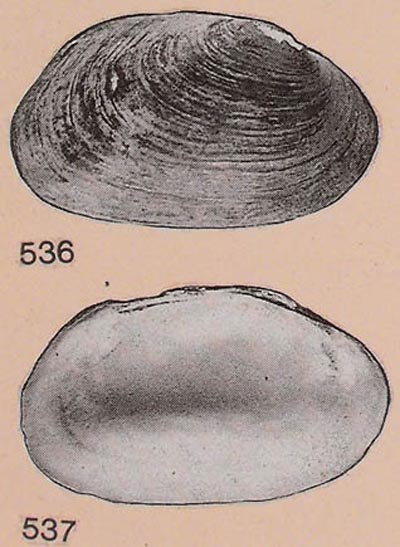specimen image from publication