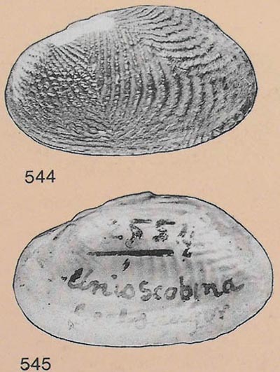 specimen image from publication