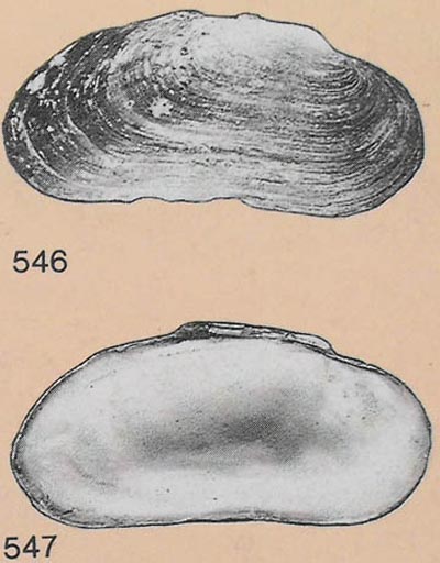 specimen image from publication