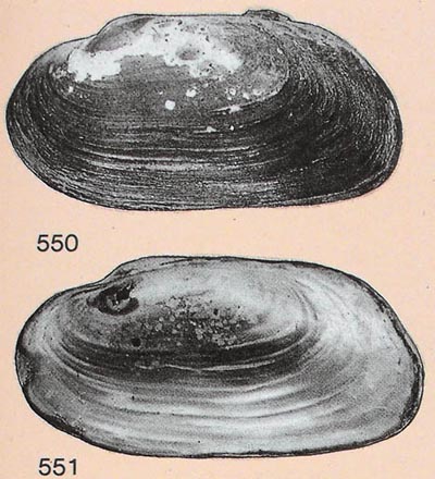 specimen image from publication
