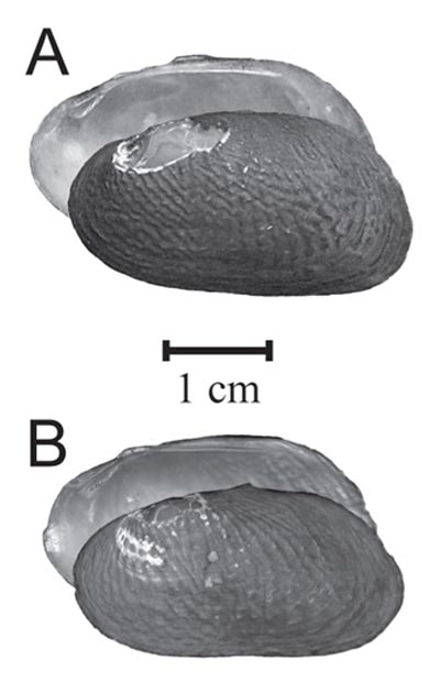 specimen image from publication