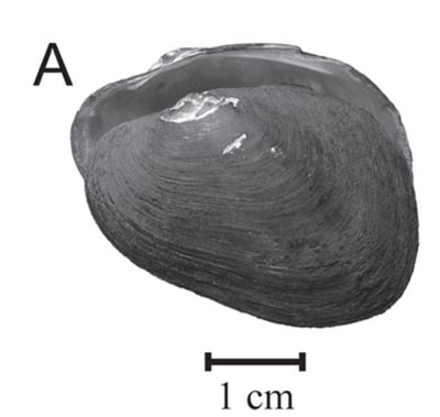 specimen image from publication