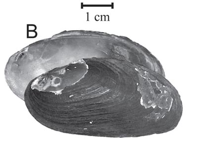 specimen image from publication
