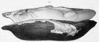 specimen image from publication