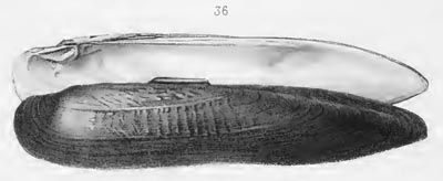 specimen image from publication