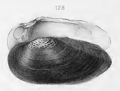 specimen image from publication