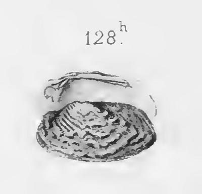 specimen image from publication