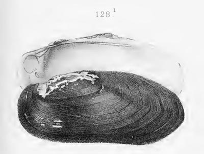 specimen image from publication