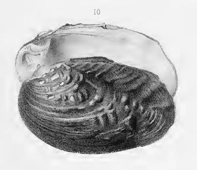 specimen image from publication