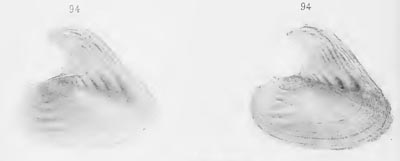 specimen image from publication