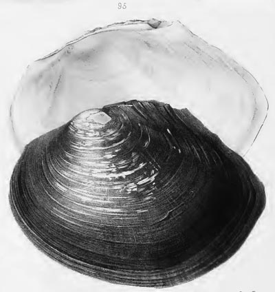 specimen image from publication