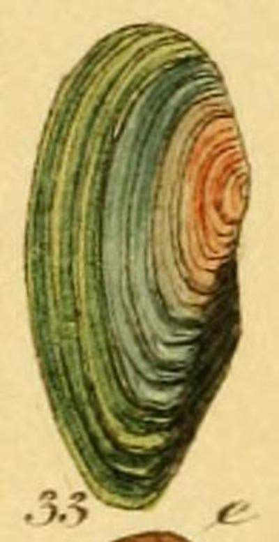 specimen image from publication
