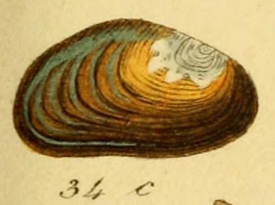 specimen image from publication