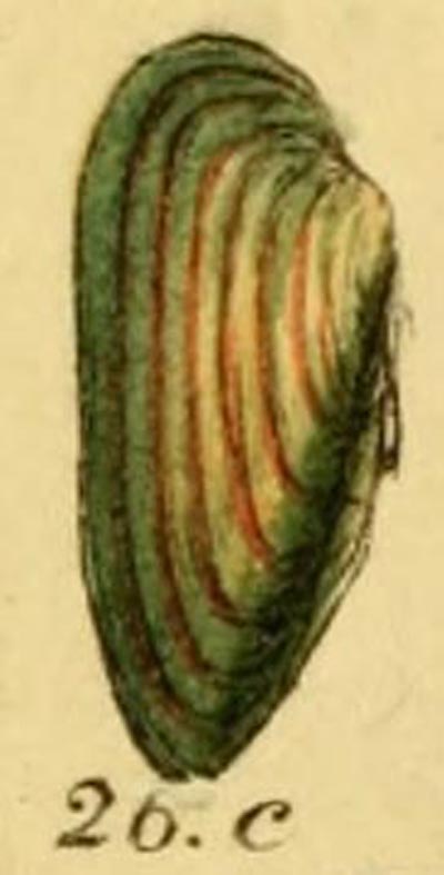 specimen image from publication