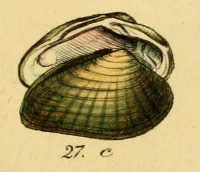 specimen image from publication