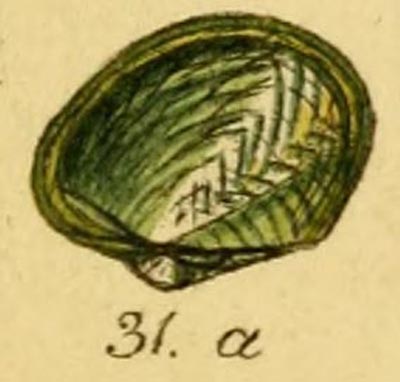 specimen image from publication