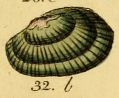 specimen image from publication