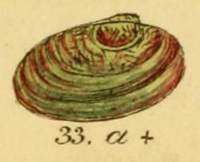 specimen image from publication