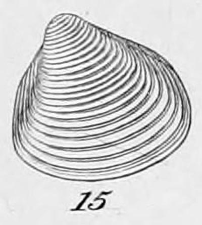 specimen image from publication