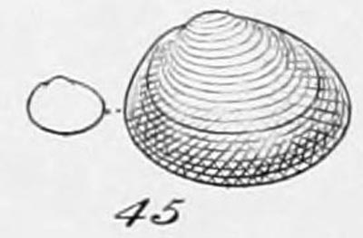 specimen image from publication