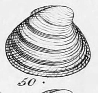 specimen image from publication