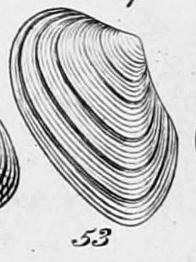 specimen image from publication