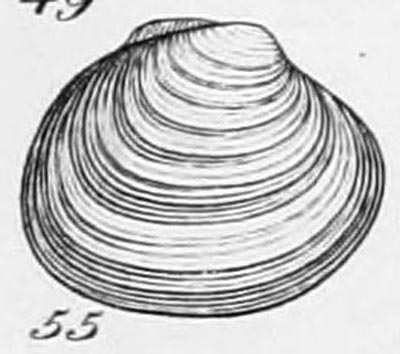 specimen image from publication