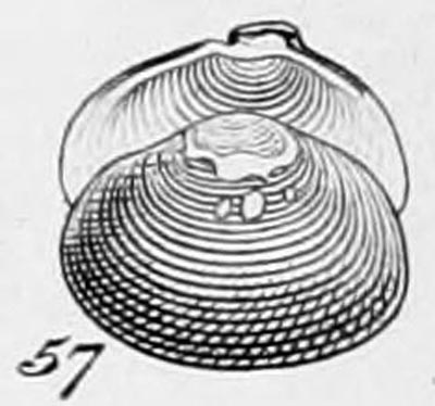 specimen image from publication