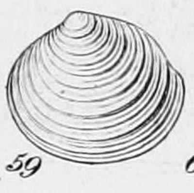 specimen image from publication