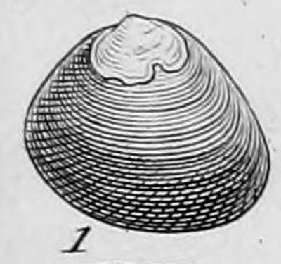 specimen image from publication
