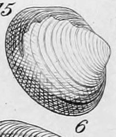 Decorative image of a representative of Joannisiella oblonga