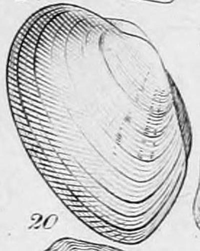 specimen image from publication